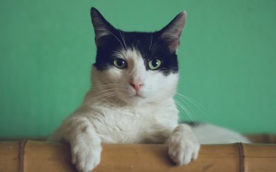 Vanligaste misstagen nya kattägare gör – och hur du undviker dem